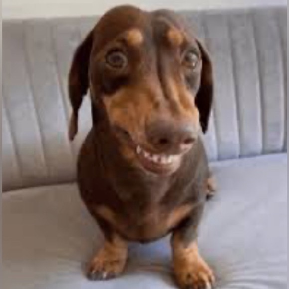 Wiener Dog Funny Coffee Mug Dachshund Doxie‎ 11oz Cup Gift NWT Brand NEW - Picture 8 of 9